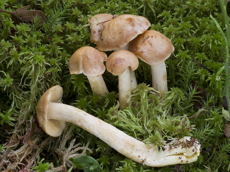 Cortinarius lustrabilis